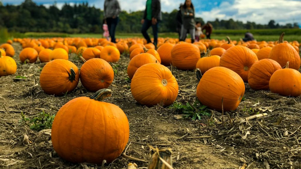 Citrouilles disposées au sol pour Halloween